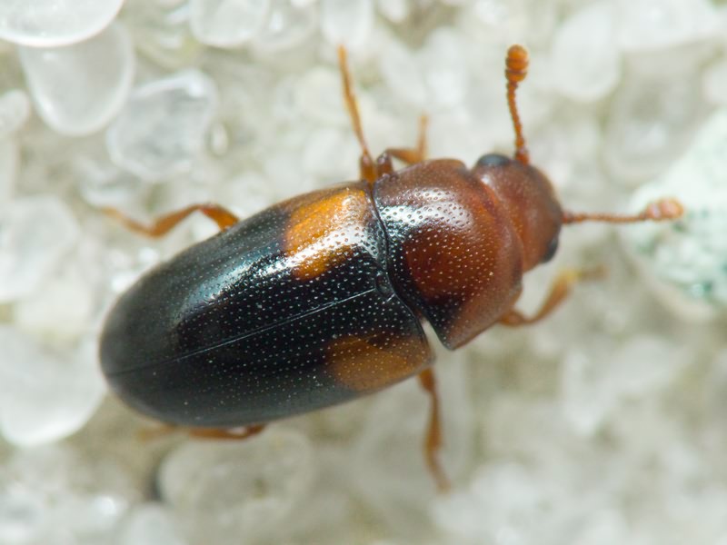 Dacne pontica (Bedel, 1868)